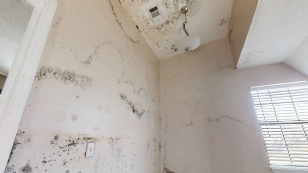 Best Airborne Mold Testing  in Middlebush, NJ