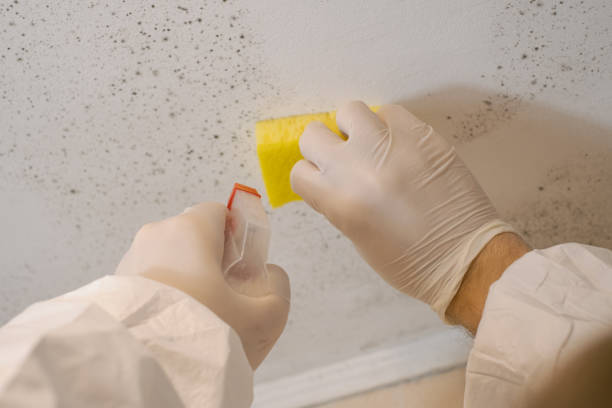 Best Mold Removal for HVAC Installations  in Middlebush, NJ