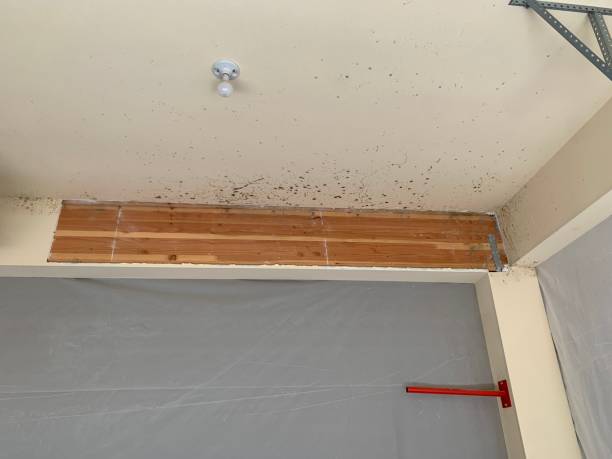 Best Crawl Space Mold Remediation  in Middlebush, NJ